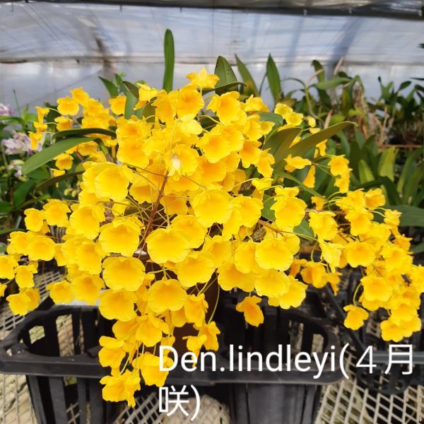 6950【花なし株】デンドロビューム リンドレイ （４月咲） ②　Den.lindleyi 　洋蘭 原種 (24243)_同一個体の花見本。