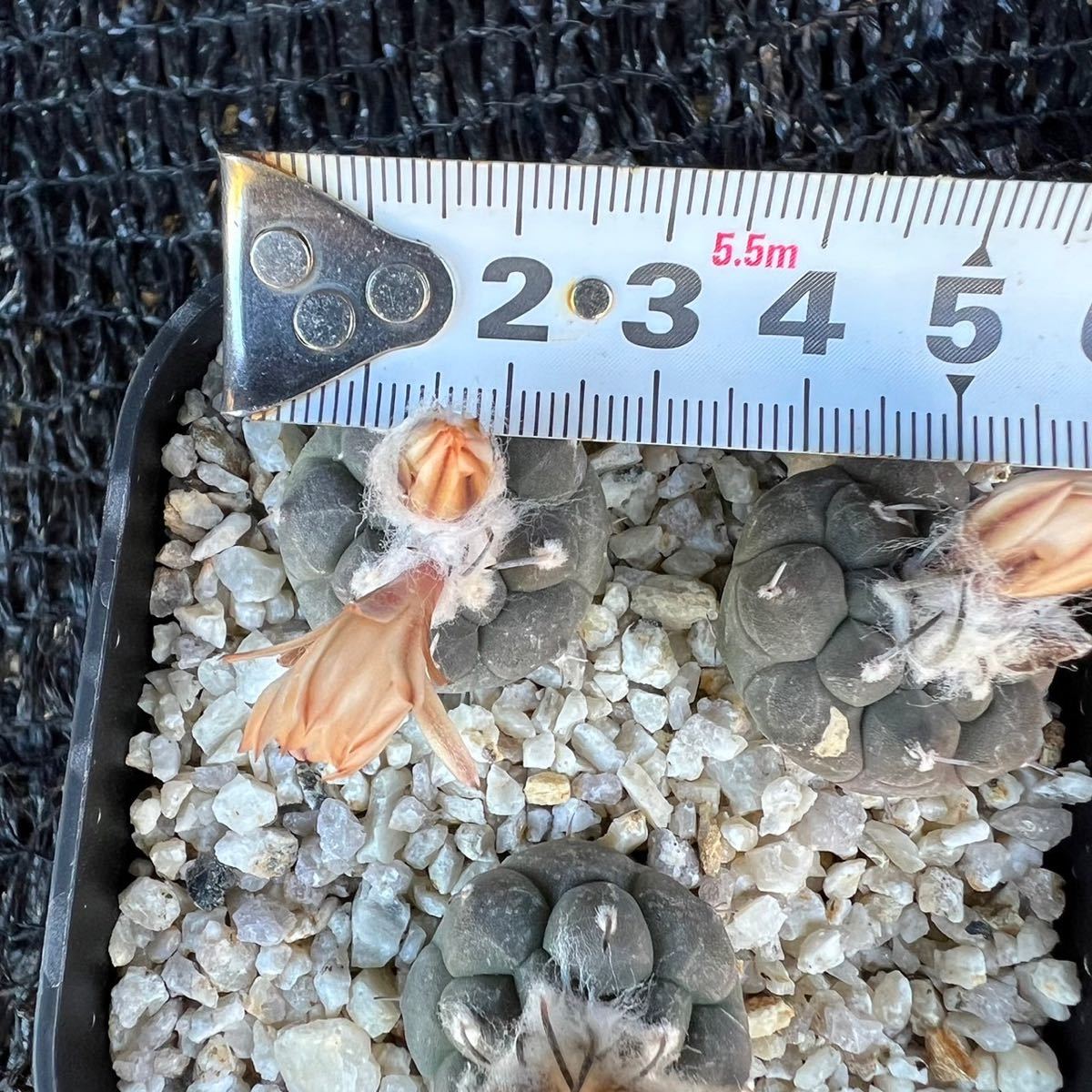 ハウエル二ギー3本　実生 turbinicarpus jauernigii _画像6