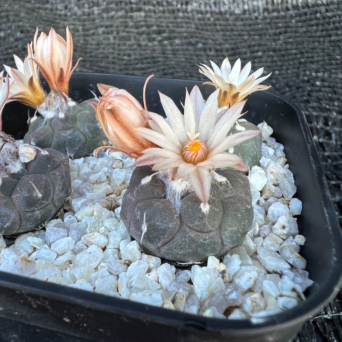 ハウエル二ギー4本　実生 turbinicarpus jauernigii _画像4