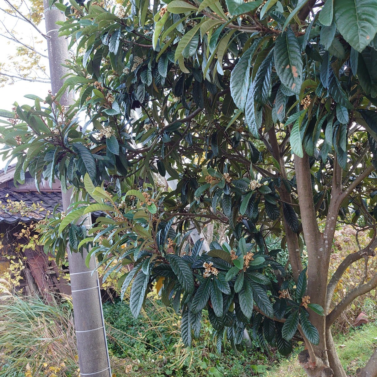 びわの葉 約1kg 無農薬 無肥料 能登半島産ビワ 枇杷の葉 温灸_画像3