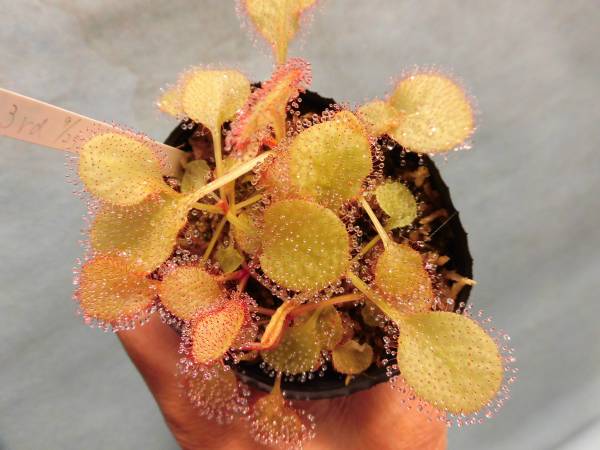 食虫植物 ドロセラ アンドロメダ 3rd 　直径4cm・　・・_参考写真