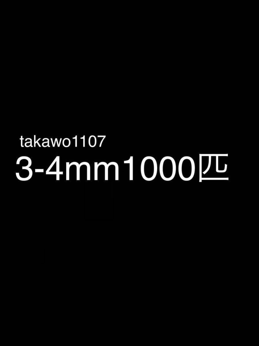 3~4㎜1000匹＋20% ヨーロッパイエコオロギ●フタホシコオロギ より丈夫で管理しやすく 臭い少なめ。_画像1