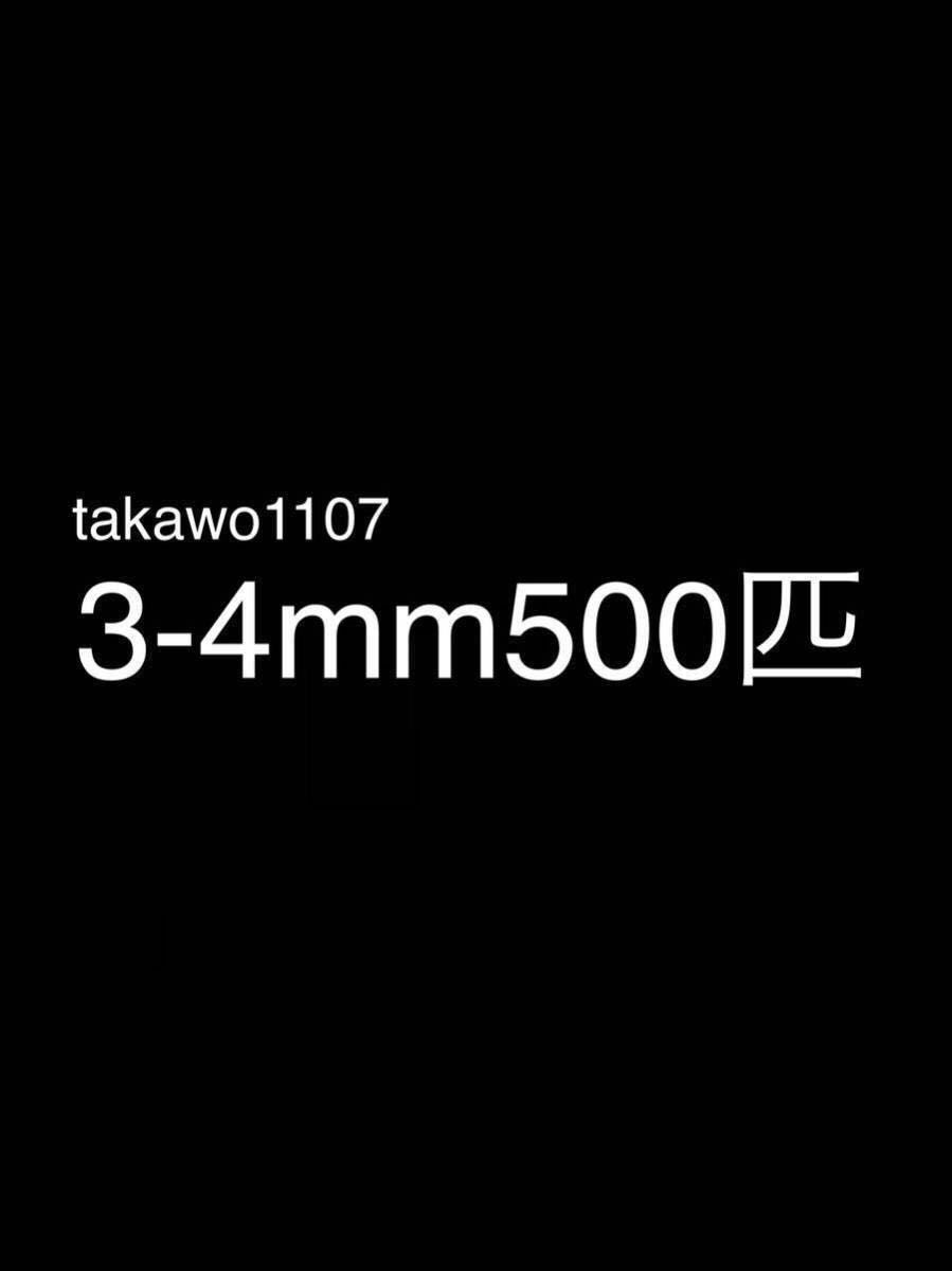 3~4㎜500匹＋20% ヨーロッパイエコオロギ●フタホシコオロギ より丈夫で管理しやすく 臭い少なめ。_画像1