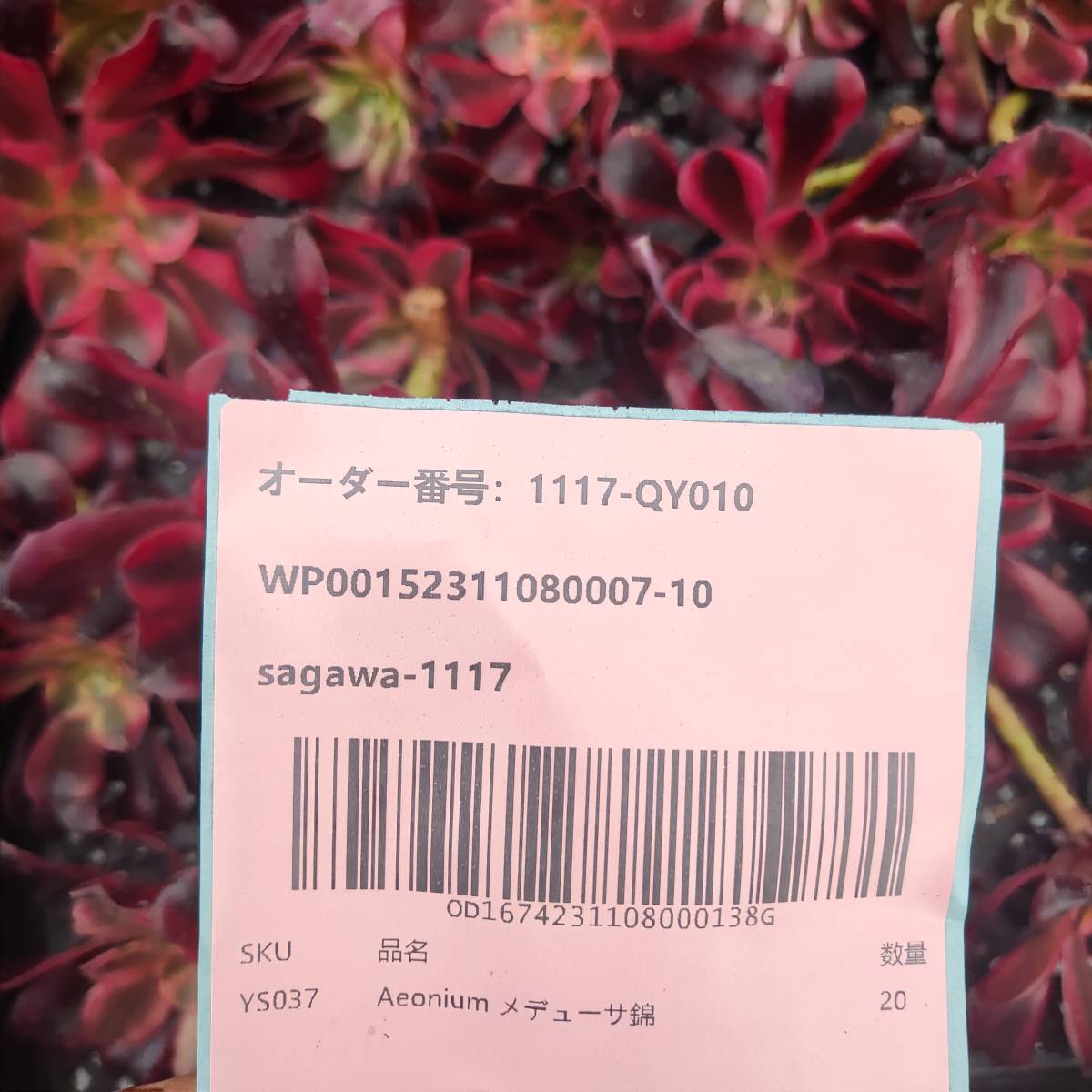 多肉植物20個 1117-QY010 メデューサ錦 韓国 エケベリア -千葉MS基地 入札前に送料を確認してください_画像3