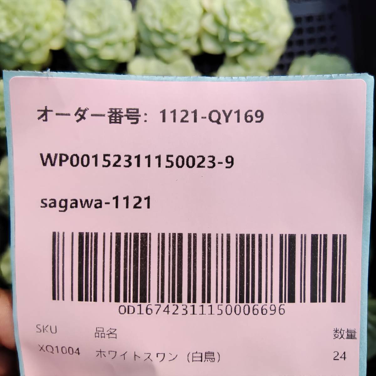 多肉植物24個 1121-QY169 ホワイトスワン（白鳥） エケベリア -千葉MS基地 入札前に送料を確認してください_画像3