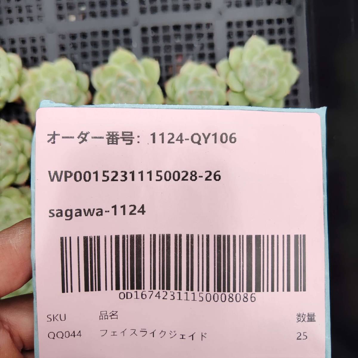 多肉植物25個 1124-QY106フェイスライクジェイド エケベリア -千葉MS基地 入札前に送料を確認してください_画像3