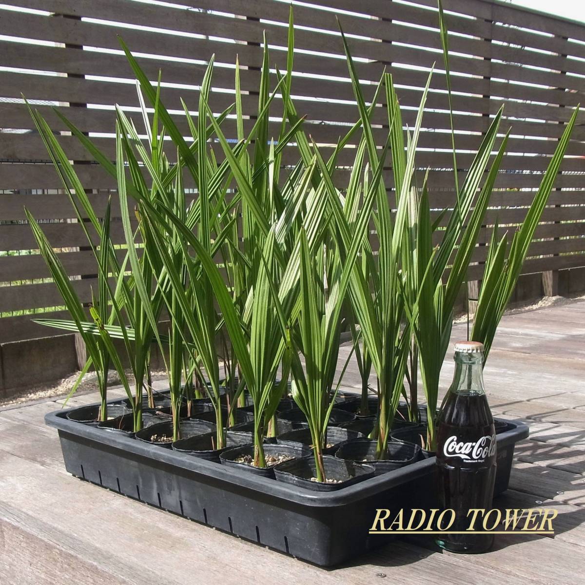  cocos nucifera. tree [ here s cocos nucifera 10 piece /S size poly- pot ] Nankoku resort ..