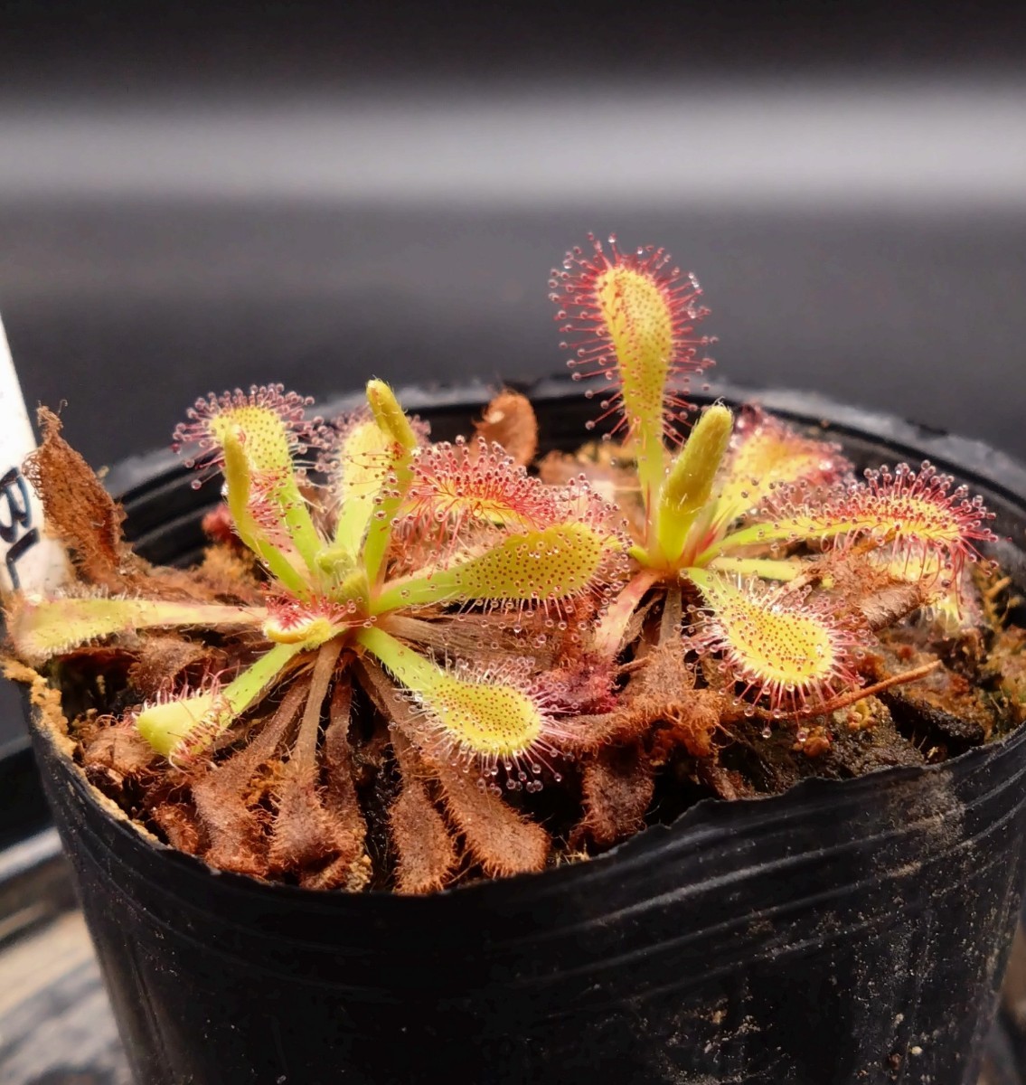 【オリジナル交配】D.capensis x spathulata モウセンゴケ　食虫植物　ドロセラ　観葉植物_画像1