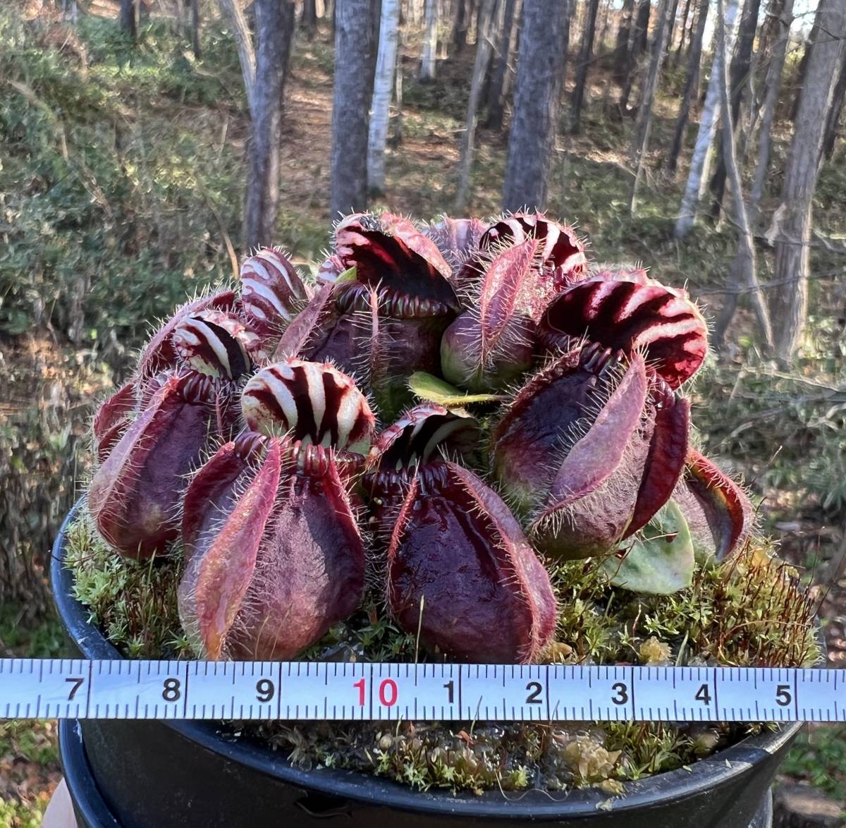 Cephalotus follicularis very nice dark cione CS・セファロタス・ベリーナイス ダーク・食虫植物・観葉植物・熱帯植物・山野草_画像10
