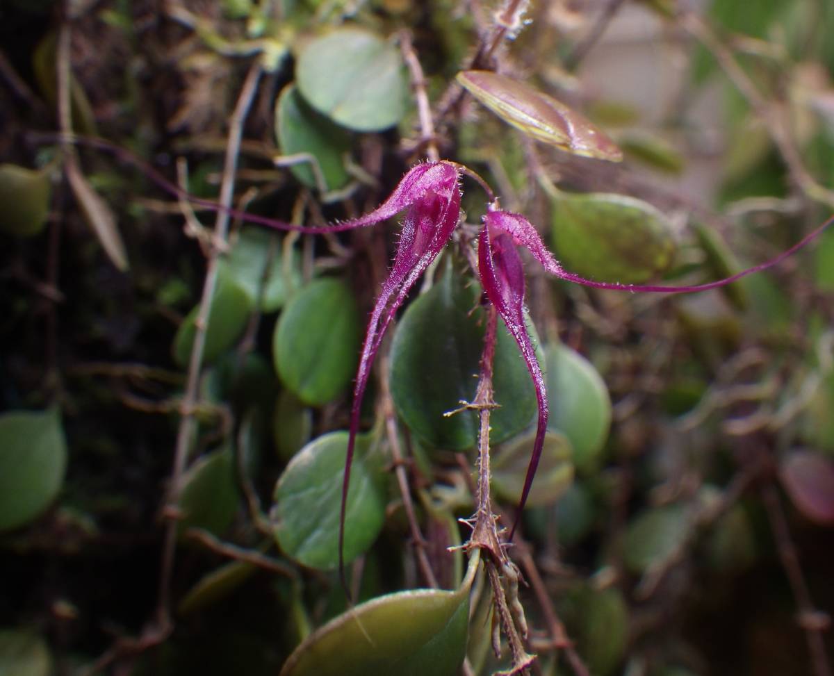 Trichosalpinx chamaelepanthes・トリコサルピンクス カマエレパンテス・洋蘭・原種・観葉植物・山野草・ラン・パルダリウム ・熱帯植物_開花参考です