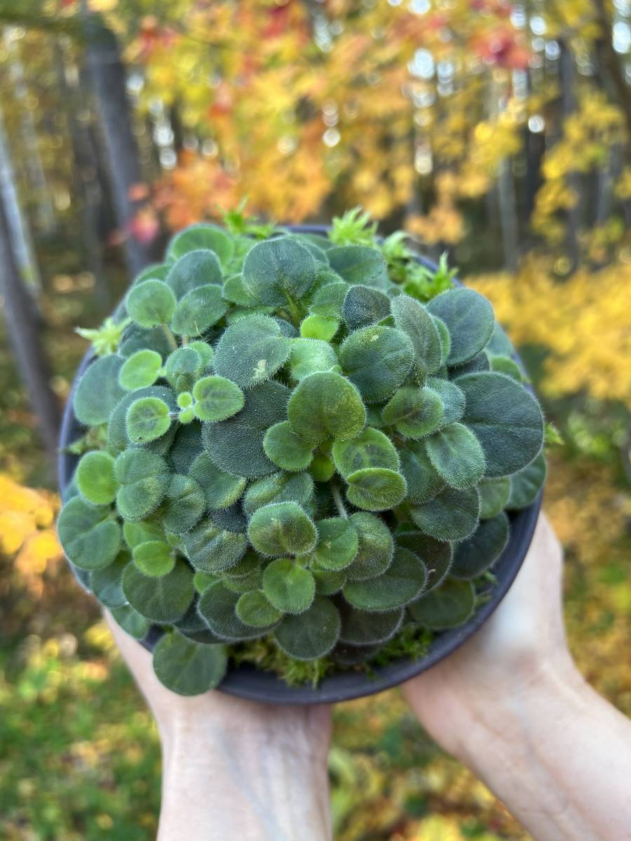 幻の花・Saintpaulia goetzeana・セントポーリア・ゲッツイアーナ・（大株）・原種・イワタバコ・観葉植物・山野草・洋蘭原種・花