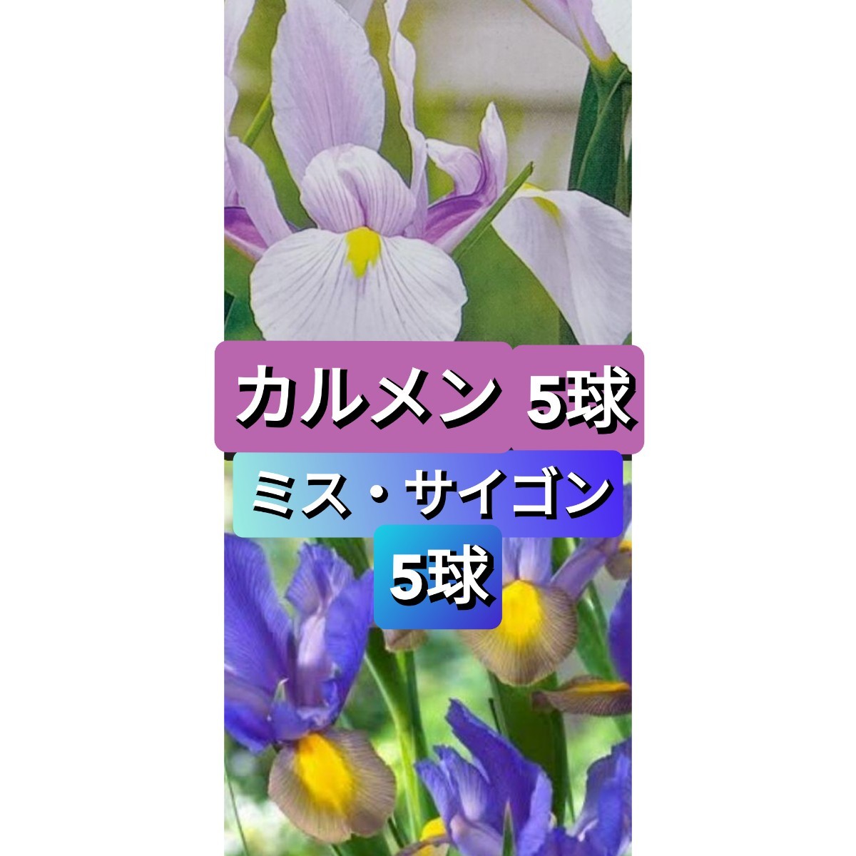 ダッチアイリス球根10球 青花ミスサイゴン5球 藤色カルメン5球 開花球です_画像1