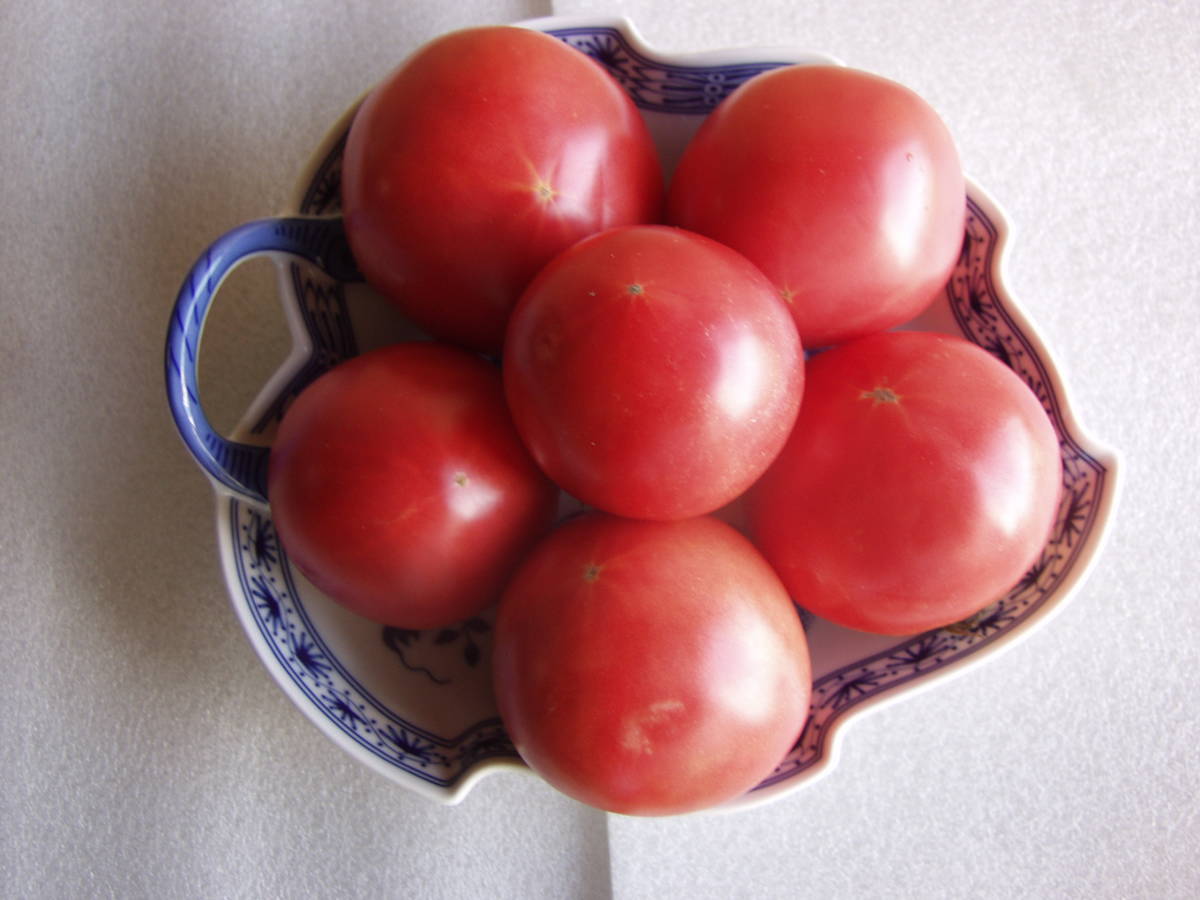 アロイトマト　種　15粒　由来明記　素性明記　固定種　トマト種　野菜種　アロイトマト純正種　無農薬 　栽培資料１点付き　_画像7