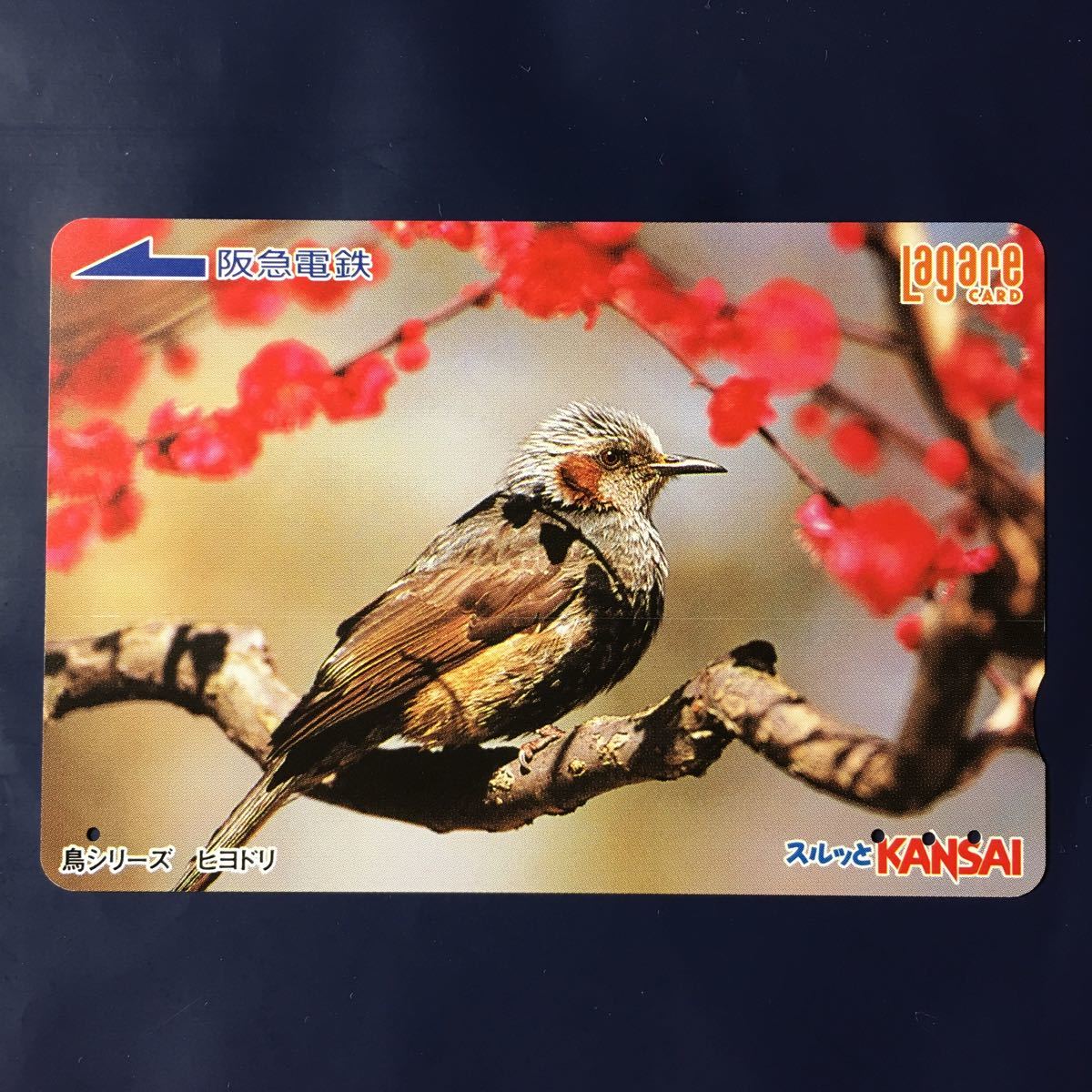 2008 year 1 month 25 day sale pattern - bird series [hi Yodo li]-. sudden la girl card ( used Surutto KANSAI)