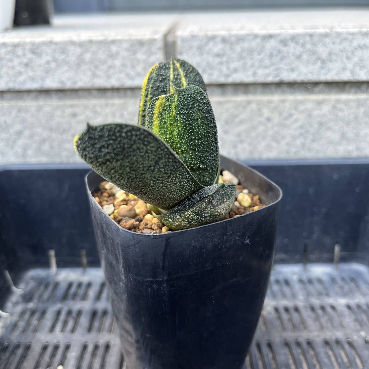 【多肉植物】ガステリア　黒春鶯囀錦のカキ仔(Gasteria batesiana)【Gasteria】_画像4