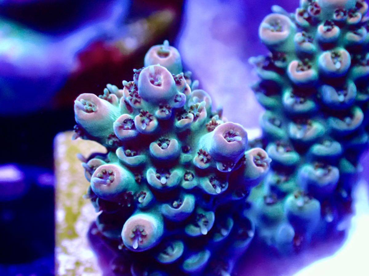 BLACK FRIDAY SALE超激レア 色揚げ個体【IF ultra grade acropora .sp 】色揚げ個体 エッジオレンジポリプレッド　オーストラリア産サンゴ_画像1