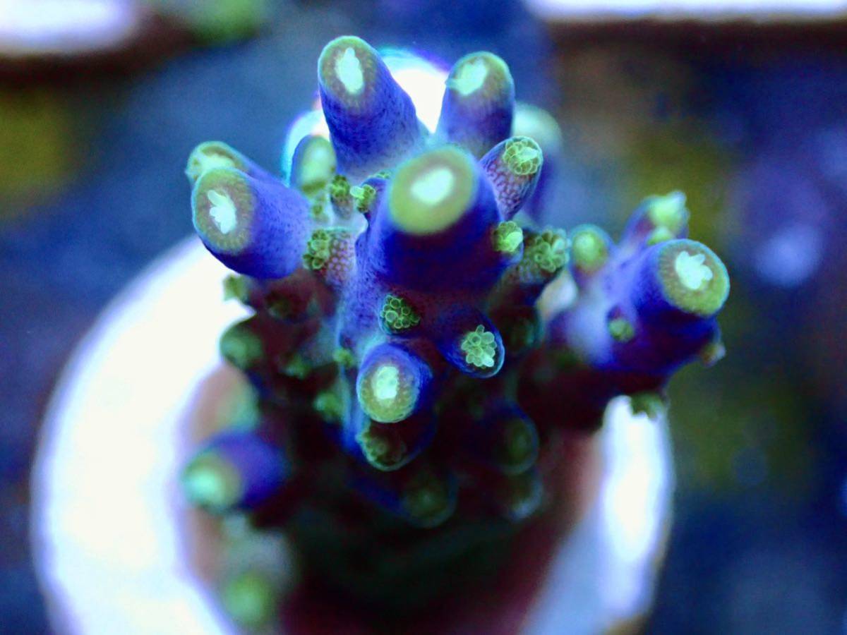 超激レア　ネームド個体【CE Violet Crumble acropora 】色揚げ個体　Coral Essentials sustainable reef　オーストラリア産サンゴ_画像3