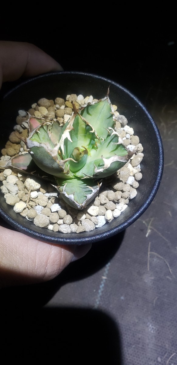 Agave Red catweazle錦 曙乱斑 千代　アガベ レッドキャットウィーズル 錦 斑入り titanota チタノタ_画像1