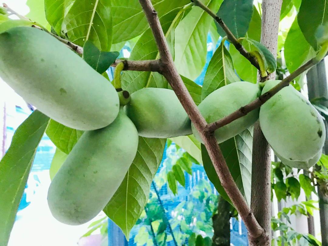 送料無料　ポポー種子10粒　ウィルー　ソン　保湿低温処理済み　果実でなく種子の出品です。匿名配送