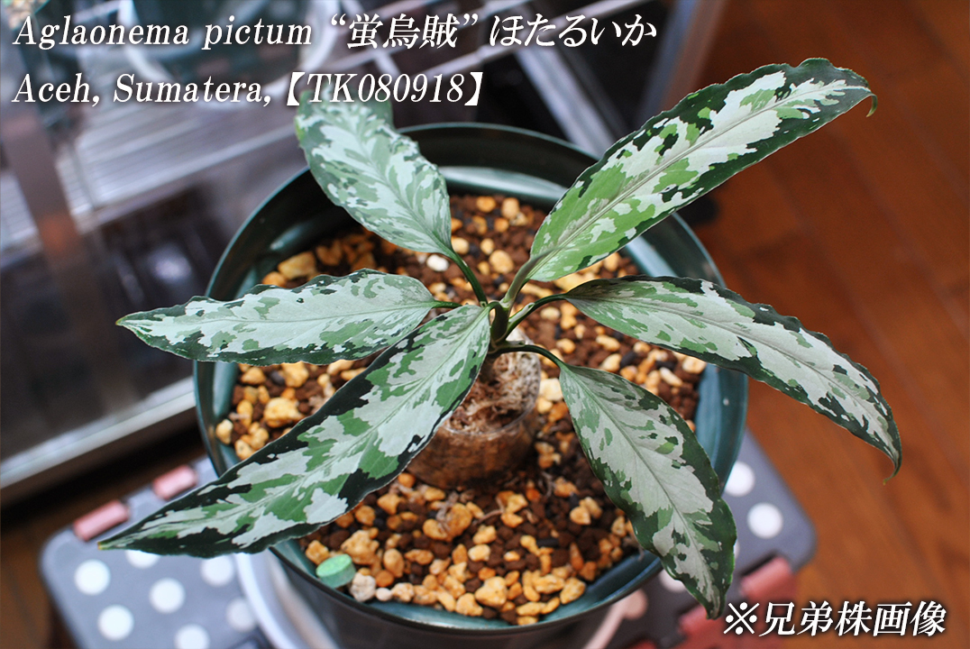 Aglaonema pictum ”蛍烏賊” 【TK080918】アグラオネマ ピクタム ほたるいか TK便 ネームド 増殖株_画像1