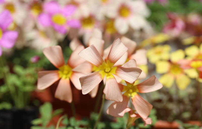 お値下げ中 Oxalis obtusa hybrid Damask Rose × Rose 球根 淡いオレンジ色の癒されるお花が咲きます(*^^*)♪_画像1