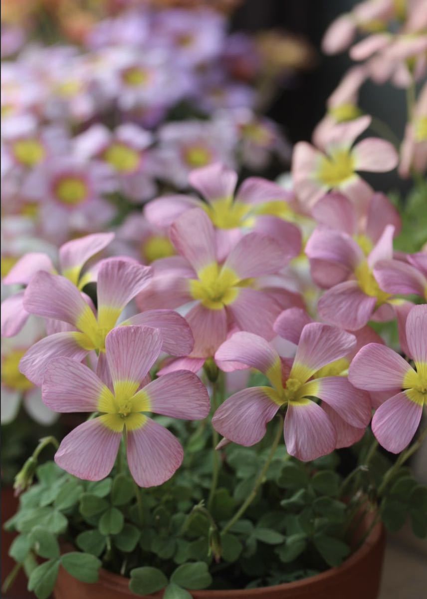 Oxalis obtusa Diva 球根 2～3球 綺麗な大輪obtusa 少し背丈もあり遠目でも目立ちます☆彡_画像1