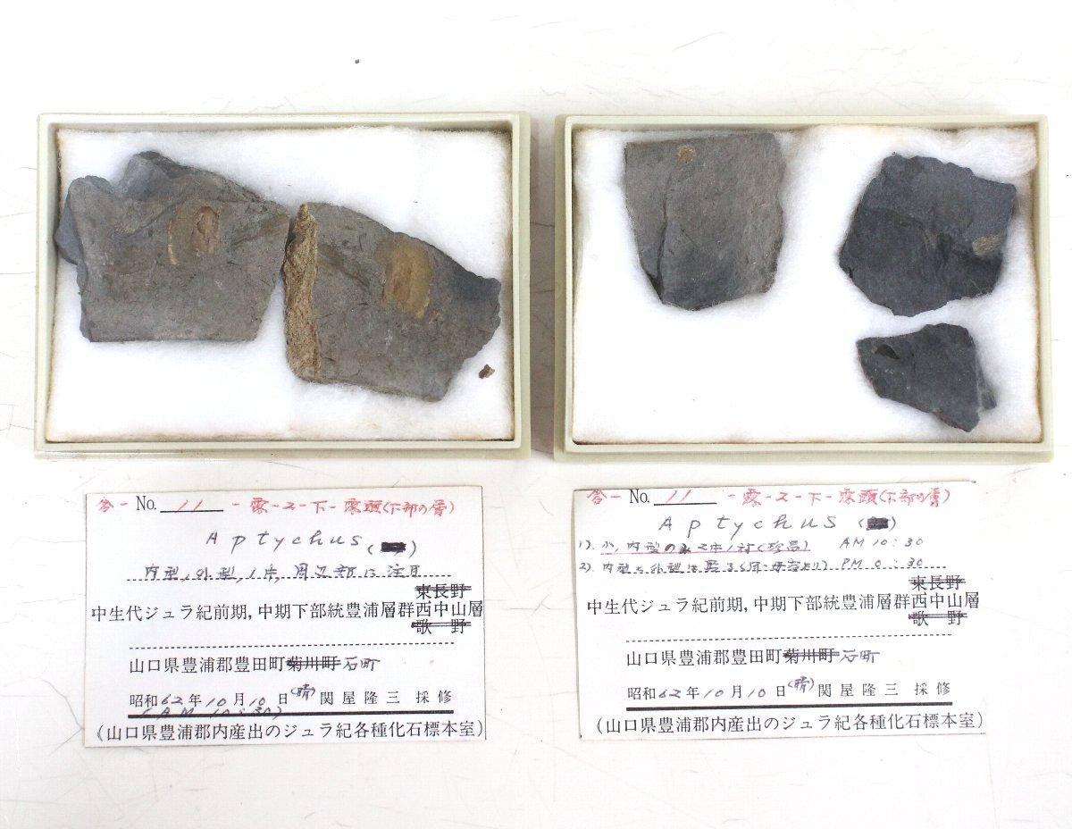 ju30# free shipping * fossil specimen * Anne mo Night etc. * together set * stone. size 1.5cm~21cm degree * Yamaguchi prefecture production * Showa era 59 year ~ Showa era 63 year 