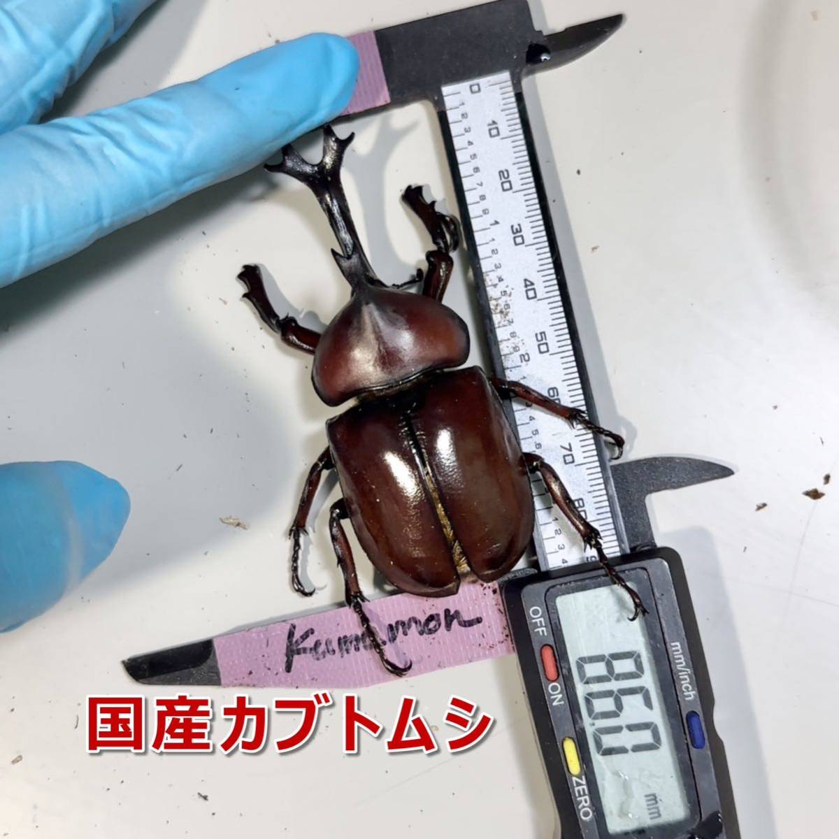 【RK】カブトマット　10L　5個　完熟発酵　菌床マット　スタンダード　国産・外国産カブトムシに最適！！　幼虫・産卵におすすめ！_画像10