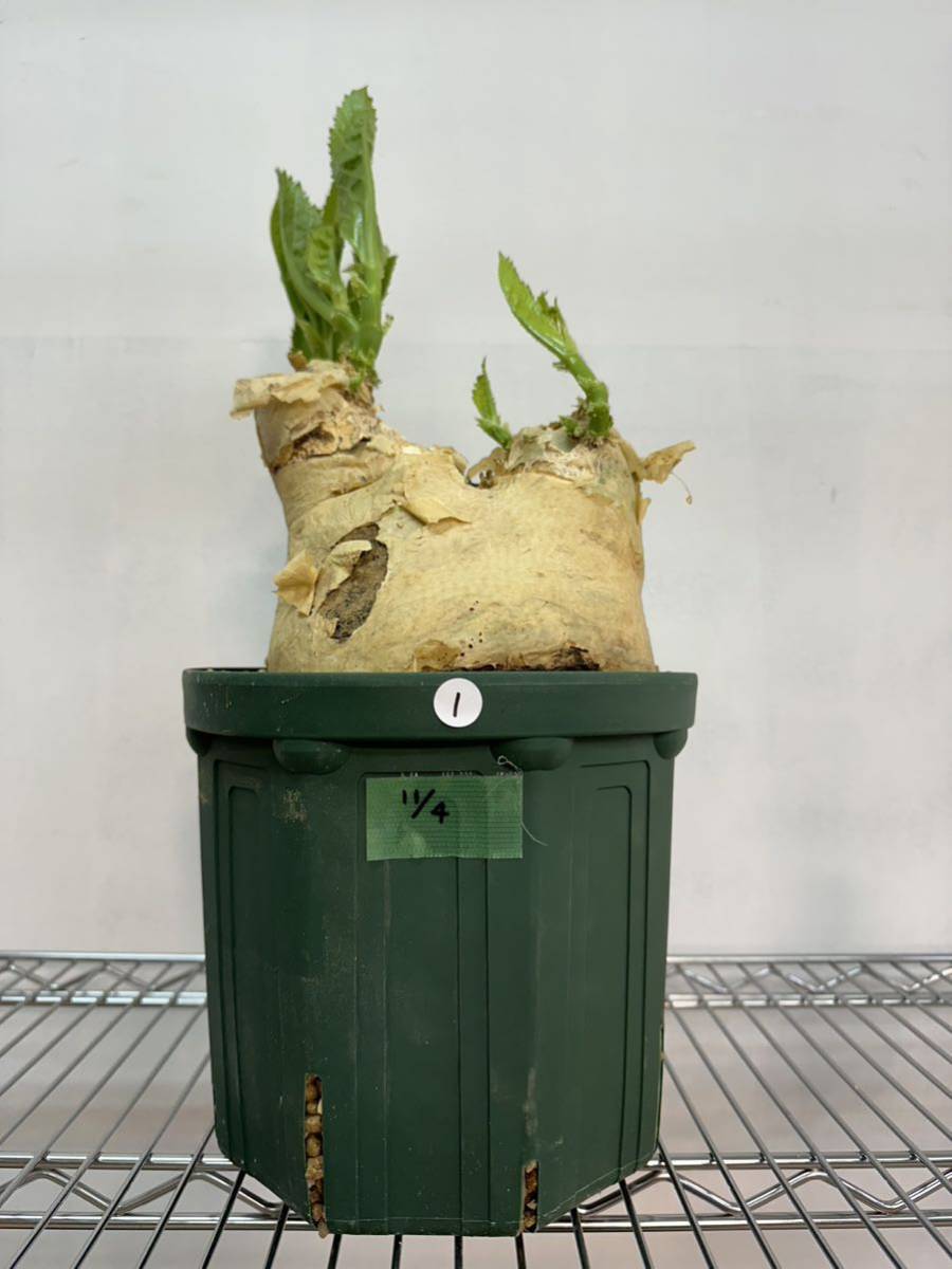 キフォステンマ セイチアナ 発根済み ① コーデックス 塊根植物 キフォステンマ セイチアナ 発根済み ① コーデックス 塊根植物
