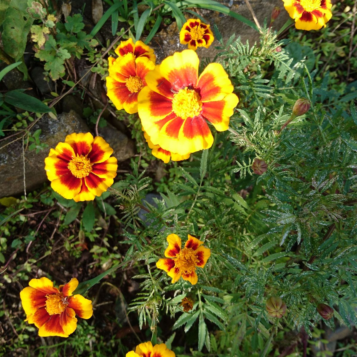 マリーゴールド　花の種　タネ　種子　オレンジ色の花