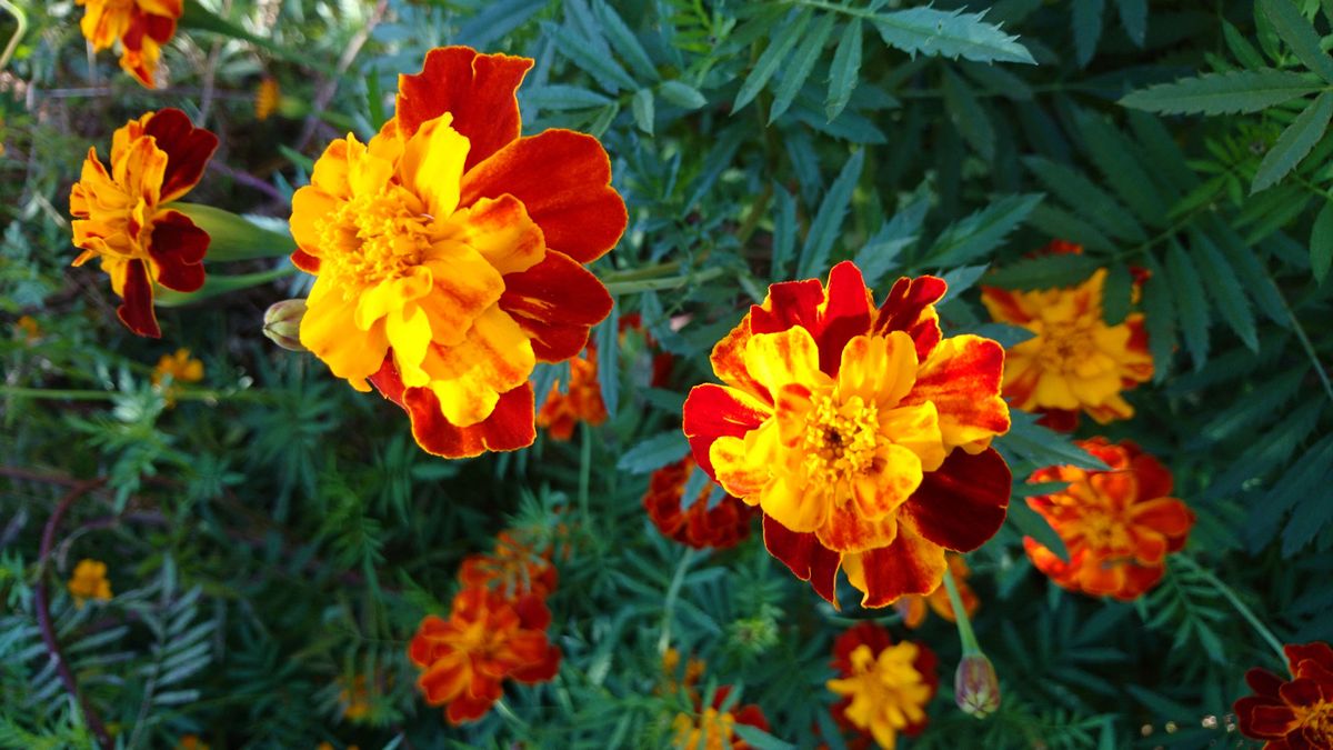 マリーゴールド　花の種　タネ　種子　オレンジ色の花