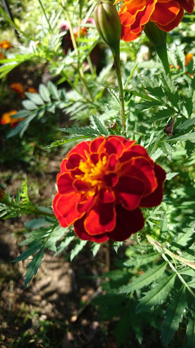 マリーゴールド　花の種　タネ　種子　オレンジ色の花