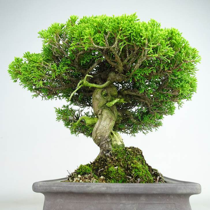 盆栽 真柏 樹高 約31cm しんぱく Juniperus chinensis シンパク “ジン シャリ” ヒノキ科 常緑樹 観賞用 現品_画像2