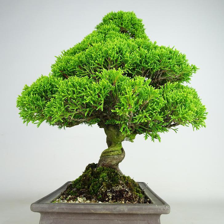 盆栽 真柏 樹高 約31cm しんぱく Juniperus chinensis シンパク “ジン シャリ” ヒノキ科 常緑樹 観賞用 現品_画像4