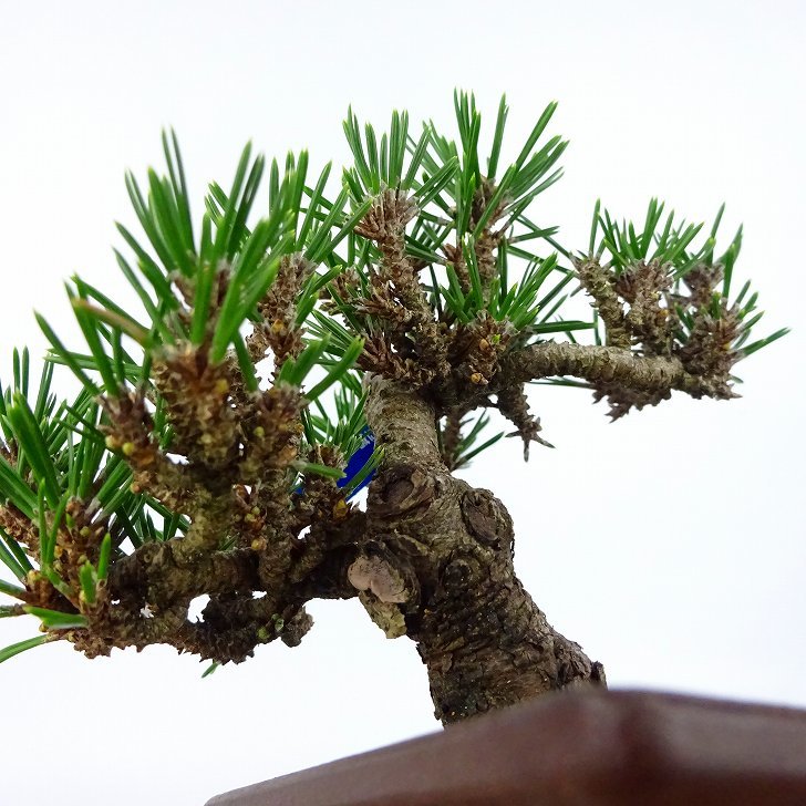 盆栽 松 黒松 寿寸松 樹高 約9cm くろまつ Pinus thunbergii クロマツ 寸松 マツ科 常緑針葉樹 観賞用 小品 現品_画像7