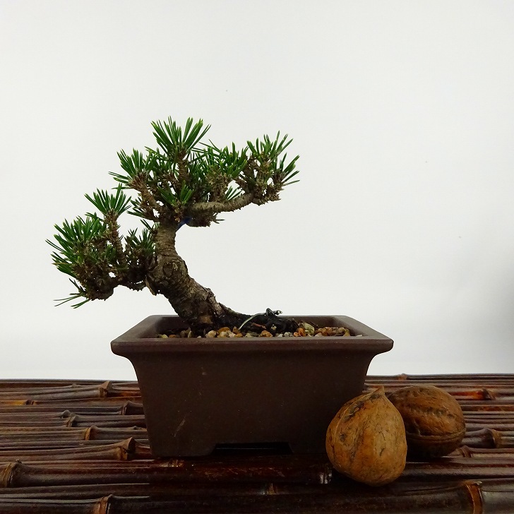 盆栽 松 黒松 寿寸松 樹高 約9cm くろまつ Pinus thunbergii クロマツ 寸松 マツ科 常緑針葉樹 観賞用 小品 現品_画像2