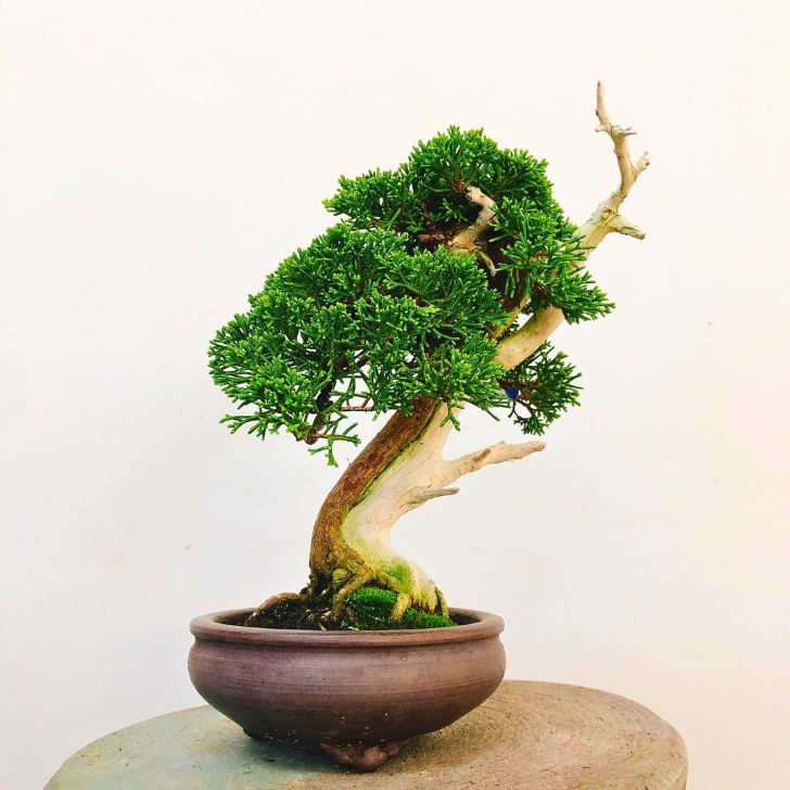 盆栽 真柏 樹高 約20cm しんぱく Juniperus chinensis シンパク “ジン シャリ” ヒノキ科 常緑樹 観賞用 小品 現品の画像1