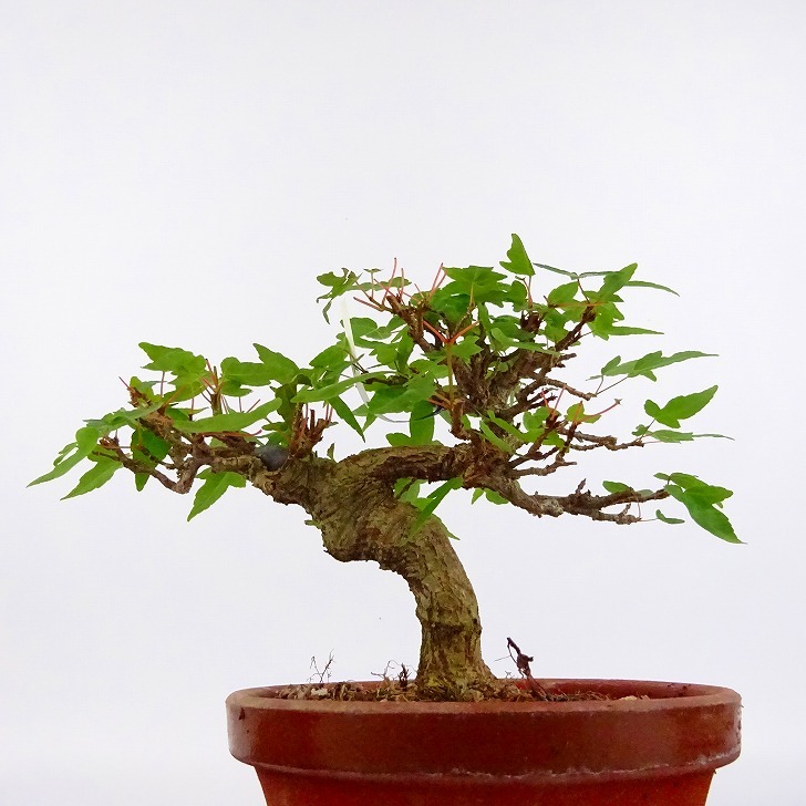  bonsai maple height of tree approximately 11cm maple Acer maple . leaf maple . deciduous tree .. for small goods reality goods 