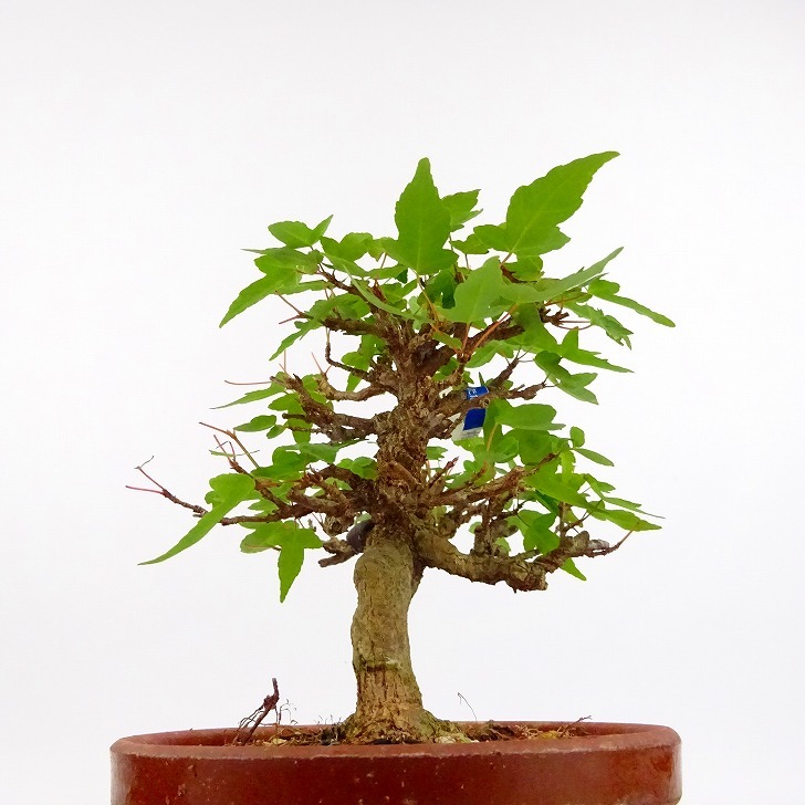  bonsai maple height of tree approximately 11cm maple Acer maple . leaf maple . deciduous tree .. for small goods reality goods 