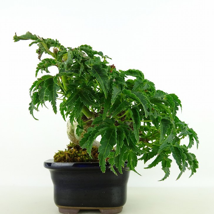 盆栽 紅葉 獅子頭 樹高 約19cm もみじ Acer palmatum モミジ シシガシラ カエデ科 落葉樹 観賞用 小品 現品_画像3