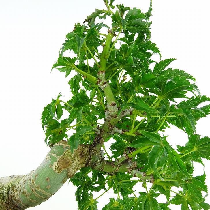 盆栽 紅葉 獅子頭 樹高 約19cm もみじ Acer palmatum モミジ シシガシラ カエデ科 落葉樹 観賞用 小品 現品_画像7