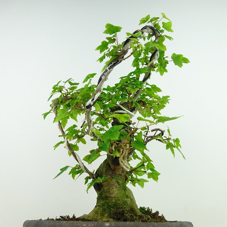  bonsai maple height of tree approximately 24cm maple Acer maple . leaf maple . deciduous tree .. for reality goods 