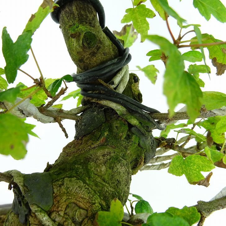  bonsai maple height of tree approximately 24cm maple Acer maple . leaf maple . deciduous tree .. for reality goods 