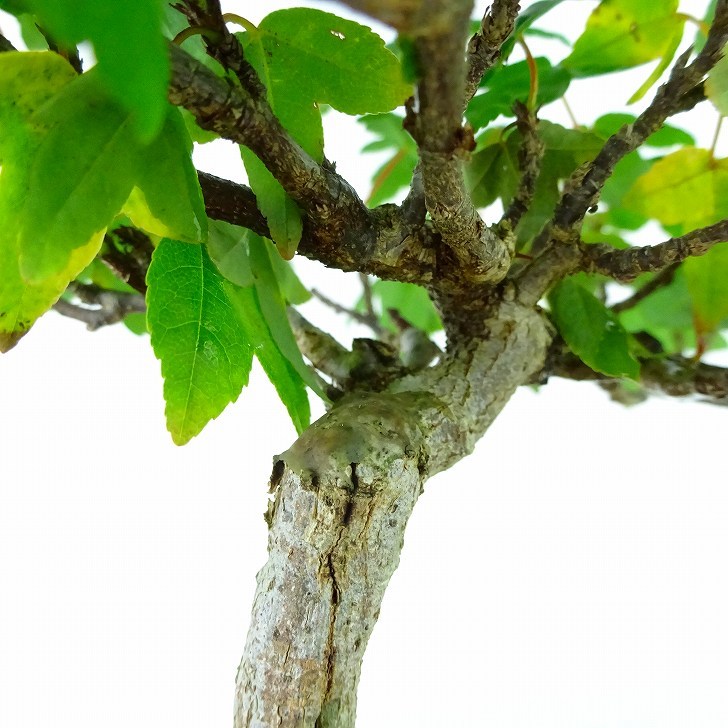 盆栽 楓 樹高 約15cm かえで Acer カエデ 紅葉 カエデ科 落葉樹 観賞用 小品 現品_画像8