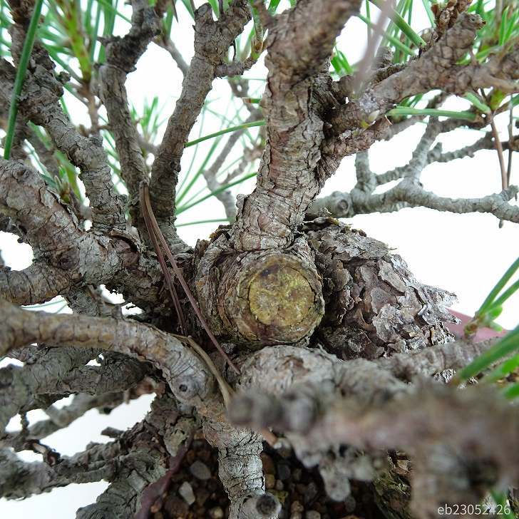  бонсай сосна сосна Тунберга высота дерева верх и низ 27cm....Pinus thunbergii черный matsumatsu. вечнозеленый игольчатое дерево .. для на данный момент товар 