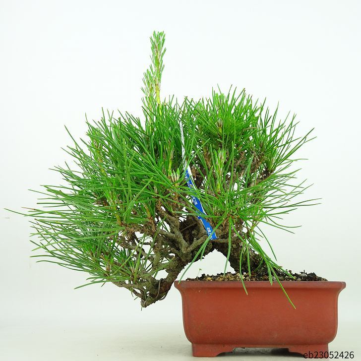  бонсай сосна сосна Тунберга высота дерева верх и низ 27cm....Pinus thunbergii черный matsumatsu. вечнозеленый игольчатое дерево .. для на данный момент товар 