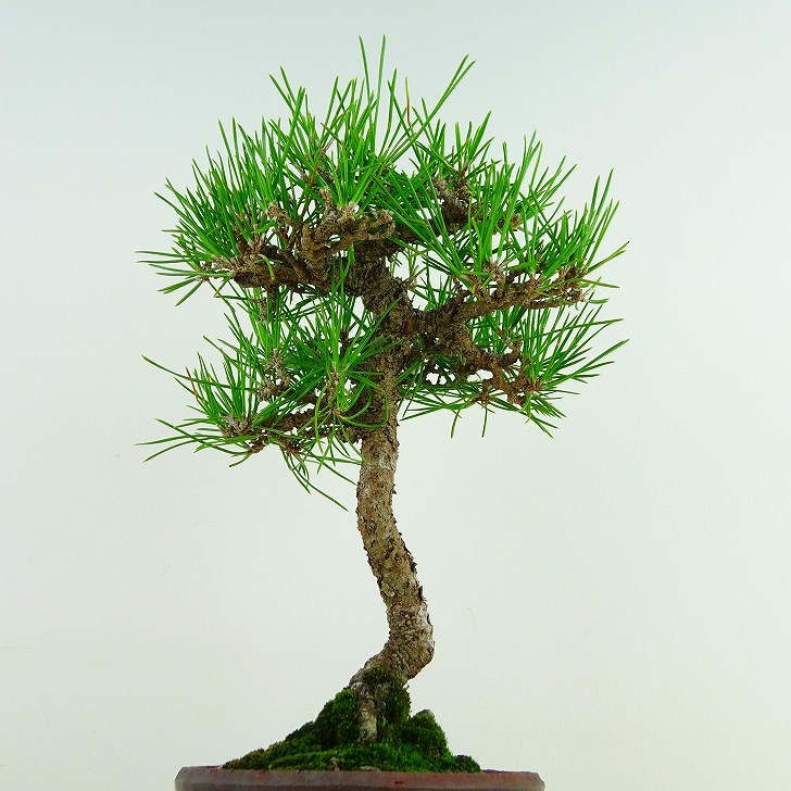  бонсай сосна сосна Тунберга высота дерева примерно 25cm....Pinus thunbergii черный matsumatsu. вечнозеленый игольчатое дерево .. для на данный момент товар 