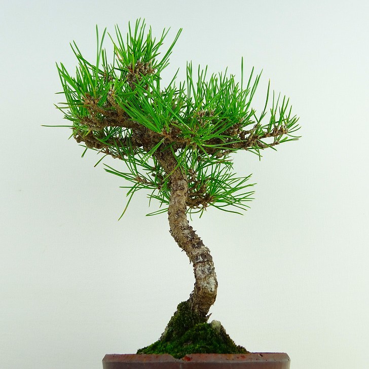  бонсай сосна сосна Тунберга высота дерева примерно 25cm....Pinus thunbergii черный matsumatsu. вечнозеленый игольчатое дерево .. для на данный момент товар 