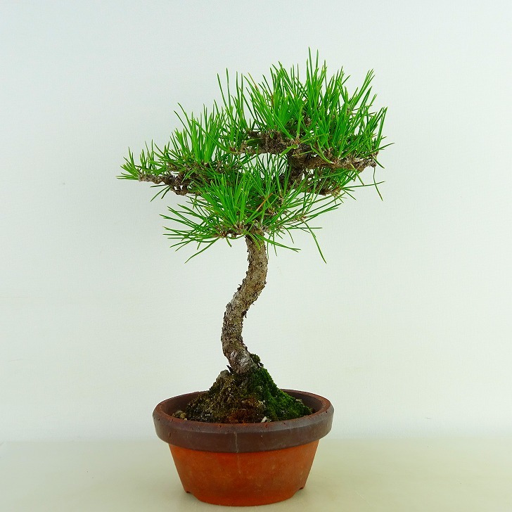  бонсай сосна сосна Тунберга высота дерева примерно 25cm....Pinus thunbergii черный matsumatsu. вечнозеленый игольчатое дерево .. для на данный момент товар 