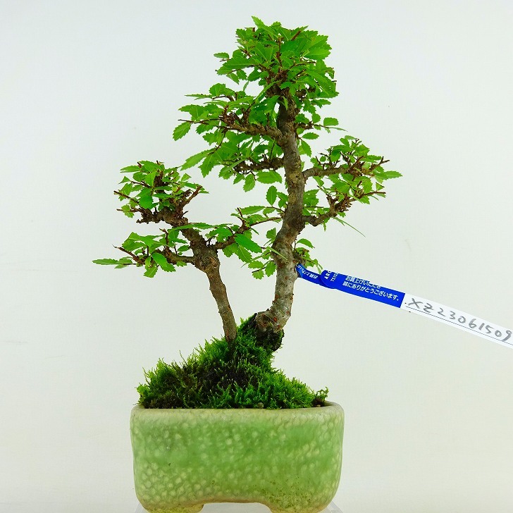 盆栽 楡欅 樹高 約18cm にれけやき Ulmus parvifolia ニレケヤキ 紅葉 ニレ科 落葉樹 観賞用 小品 現品_画像4